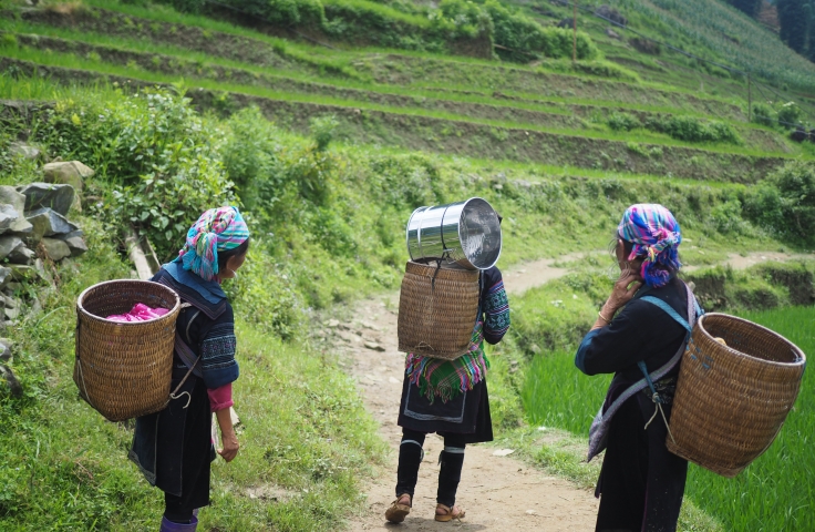 Three women carrying baskets on their back are facing towards a stepped hillside.